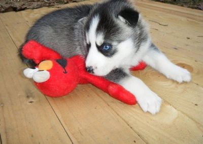 huskypuppies for sale
