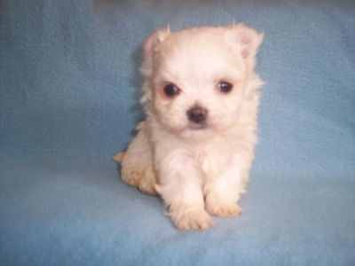 cute and adorable maltese puppy for free adoption