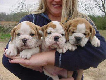 Trained and lovely English Bulldog Puppies 