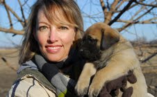 Gorgeous Mastiff Puppies For  Adoption