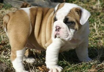 english bulldog puppies for sale