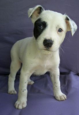 Kelpie x Cattledog Pups For Sale