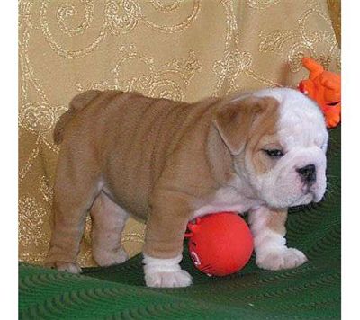Adorable English Bulldog puppies For X-Mas