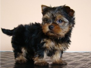 Healthy Yorkshire Terrier Puppies for Re-homing