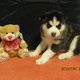 Siberian husky puppies For Good Homes