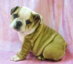 English bulldog babies