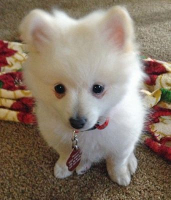 Rooty the Pomeranian pupp for sale
