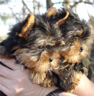 Excellent Teacup Yorkie Puppies For Free Adoption
