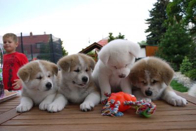 Akita Inu puppies