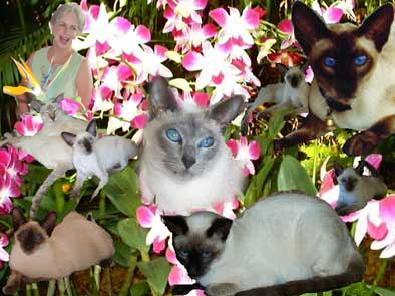 Burmese & Siamese kittens Bred By Oramor