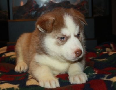 adorable siberian husky puppies ready for X Mass