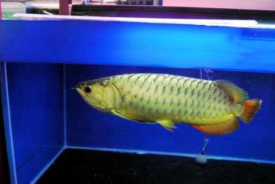 Beautiful Arowana Fishes for Sale 