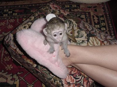 LOVELY  HOUSES CAPUCHIN MONKEY AVAILABLE