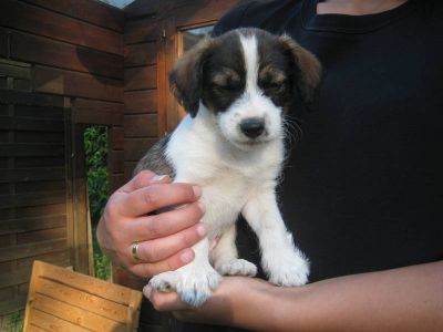 Papillon Chihuahua .... Mix Welpen
