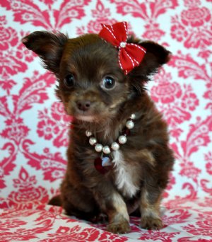chihuahua puppies for sale