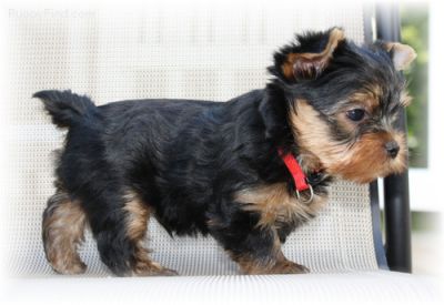 Cute Male and Female Yorkie Puppies Free Adoption