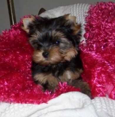lovely and charming yorkies puppy for adoption