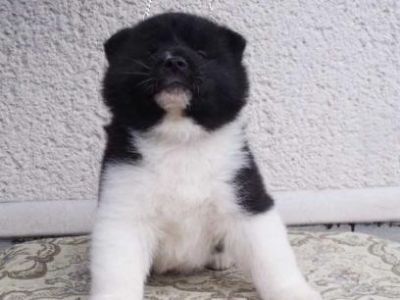 Akita Inu puppy for sale