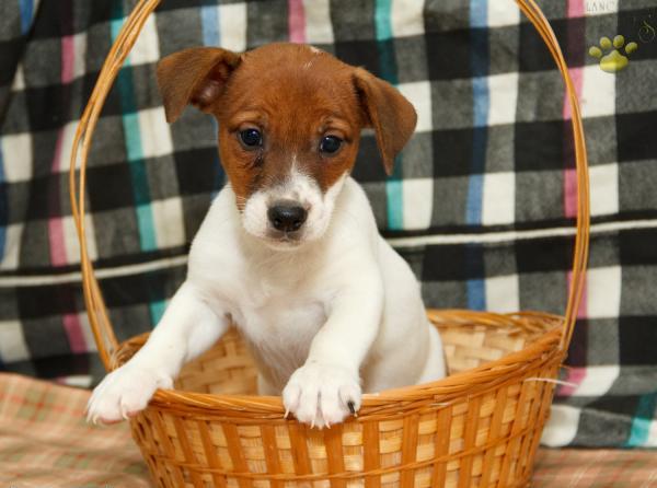 Sweet Jack Russell Terrier puppies for adoption.