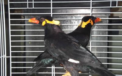 Indian Hill Mynah's $1,500 A Pair 