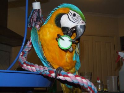 Most behaved blue and gold macaw 