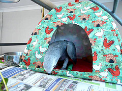 Two African grey parrots available for sale 