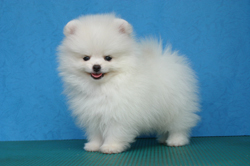 lovely and charming pomeranian puppies for re-homing.