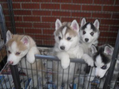 Adorable Male And Female seberian husky puppy Ready for adoption