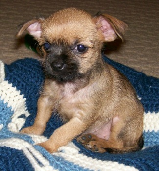Healthy Pedigree Chihuahua Puppies.