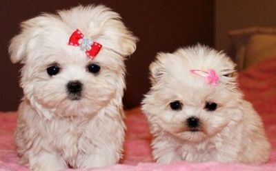 Lovely Maltese Puppies For Cute Homes Now