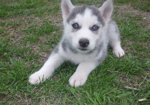 CKC Husky Puppies !! Gorgeous Blue Eyes !! 