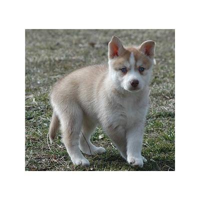 Siberian Husky, sweetheart!