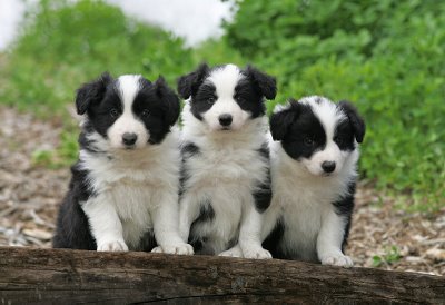 Border Collie Puppies