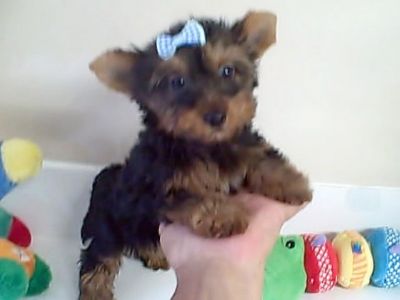 Teacup Yorkie Babies