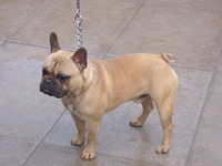 French Bulldog