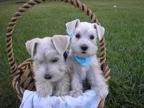 Home Trained Male and Female Miniature Schnauzer Puppies for Adoption