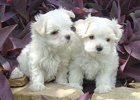 Well trained Maltese Puppies Available 