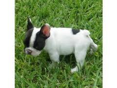 Top Quality French Bulldog Puppies For Cristmas Adoption 