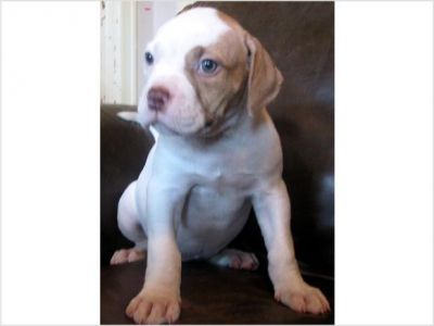 American Bulldog Pups
