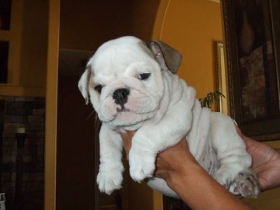 Male And Female English Bulldog Puppies Ready For A New Home.