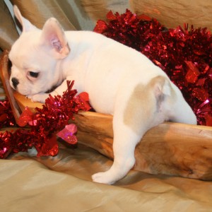 Stunning and Cute French Bulldogs Puppies for sale $300