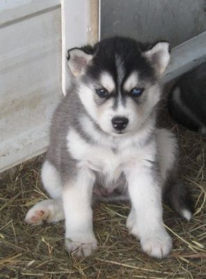 Siberian huskie puppies ready to go 