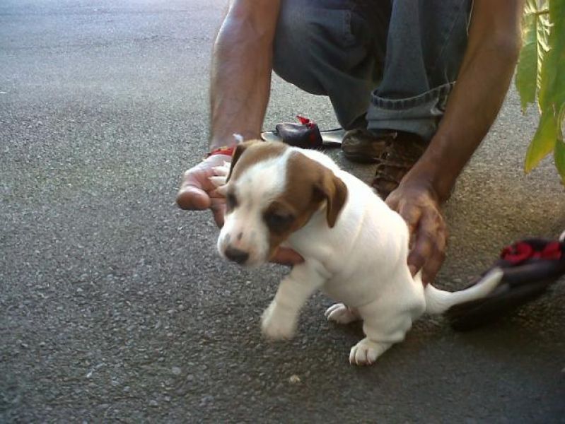 Cute Jack Russell Terrier puppies for sale .