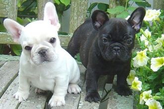 French Bulldog Puppies for Sale