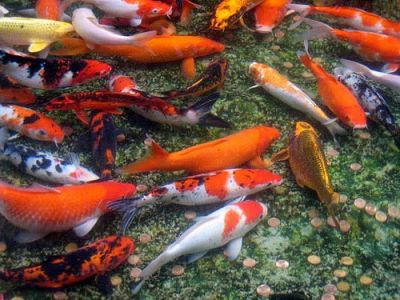Top quality KOI fishes now ready for sale.