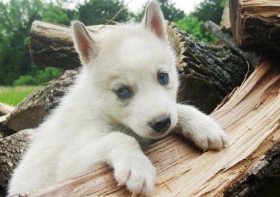 Siberian Husky Puppies for Sale