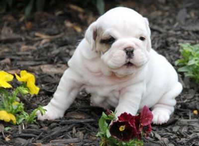 fat and succulent englisg bulldog puppies for sale at shockingly affordale prices