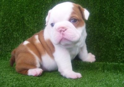 Male and Female English Bulldog puppies