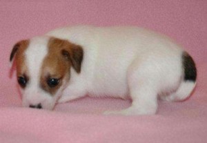 Good luck Jack russell puppies for sale $300