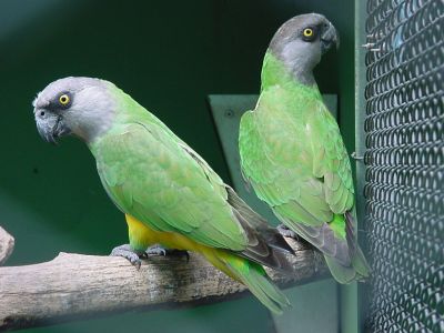 twin pair of military macaw parrots for good homes
